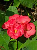 Euphorbia or crown of thorns is one of the ornamental plants that are often found as decorations in the home page. This plant has flowers with beautiful colors, but the stems are filled with thorns. photo