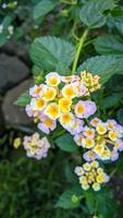 Lantana camara common lantana is a species of flowering plant in the verbena family Verbenaceae, native to tropical America. photo