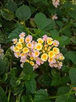 Lantana camara common lantana is a species of flowering plant in the verbena family Verbenaceae, native to tropical America. photo