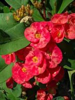 Euphorbia or crown of thorns is one of the ornamental plants that are often found as decorations in the home page. This plant has flowers with beautiful colors, but the stems are filled with thorns photo