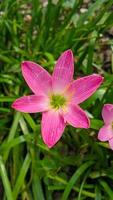 The pink rain lily is a species of plant of the genus Zephyranthes or rain lily native to Peru and Colombia. photo