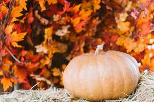 fondo de hojas de calabaza foto