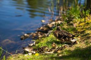 A large mother duck, ducklings rest on the shore of the reservoir and swim. photo