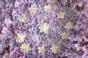 Close up on purple and white lilac flowers with drops of water, top view. Spring season concept with minimal design. photo