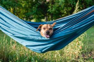 Lazy cute funny dog is resting in hammock on the nature. Relaxing time for dog on summer vacation. photo