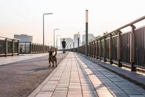 pequeño perro marrón lindo está parado en una calle y mirando a su dueño en scooter, vista trasera. foto