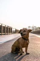 Small cute brown dog is sitting on empty street. photo