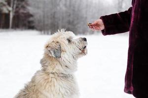 Feeding dog by owner hand. South Russian Shepherd Dog for a walk in wintertime. photo