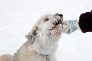 Feeding dog by owner hand. South Russian Shepherd Dog for a walk in wintertime. photo