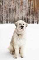 retrato de perro pastor del sur de rusia para dar un paseo en un bosque de invierno. foto