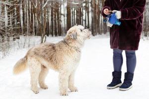 perro de alimentación por mano del propietario. perro pastor del sur de rusia para dar un paseo en invierno. foto