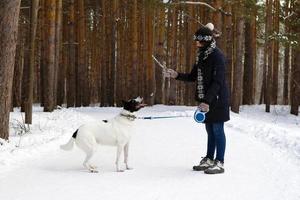 la joven está entrenando a su perro blanco y negro en el bosque de coníferas de invierno. foto