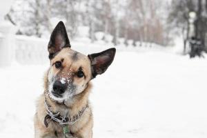 Brown and white short-haired mongrel dog is looking into the camera on a background of a winter snowy park. photo