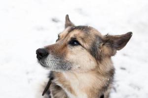 Portrait of brown and white short-haired mongrel dog with collar and address tag in a winter snowy park on a walk. photo