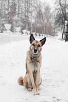 Brown and white short-haired mongrel dog is looking into the camera on a background of a winter snowy park. photo