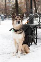 Brown and white short-haired mongrel dog near to an urn and a bench in a winter snowy park is waiting an owner. photo