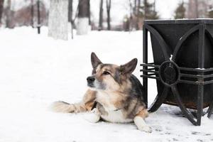 Homeless mongrel dog near to an urn and a bench in a winter snowy park. photo