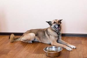 Happy dog near bowl with granules. Feeding pets. photo