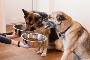 Two hungry dogs are waiting for feeding. The owner gives his dogs the bowls of granules. photo