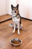 perro de color marrón y blanco está esperando alimentación. mascota con plato de comida. foto