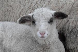 sheeps on a winter field photo