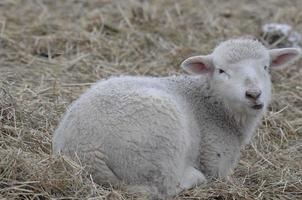 sheeps on a winter field photo