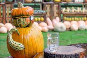 calabazas en el jardín foto