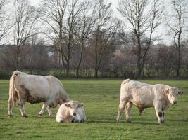 cows on a meadow in westphalia photo