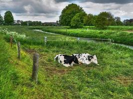 cows on a meadow photo