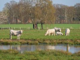 cows on a meadow photo