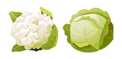 White cabbage and cauliflower isolated on a white background. Healthy organic food, fresh green vegetables in cartoon style. vector