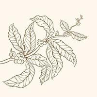 Coffee plant. Coffee beans and leaves. tree illustration. Coffee tree vector. Branch with leaves. vector illustration of coffee branch. Coffee plant branch with leaf. Hand drawn coffee branch.