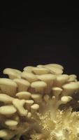 cultivo de cogumelos ostra subindo de filmagem de 4K de lapso de tempo do solo. video