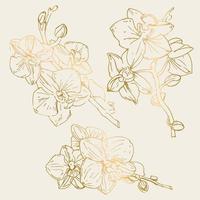 Vector flower of orchid. Ink illustration isolated.