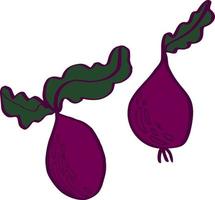 beetroot vector isolated illustration sketch