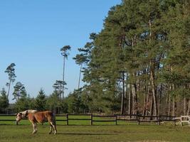 the german muensterland photo