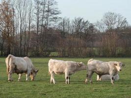 cows on a meadow in westphalia photo