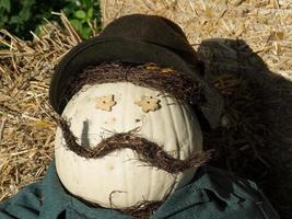 many pumpkins in the garden photo