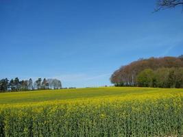 spring time in the german baumberge photo