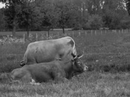 vacas en el muensterland alemán foto