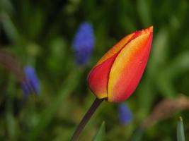 spring time in the garden photo