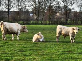 cows on a meadow in westphalia photo