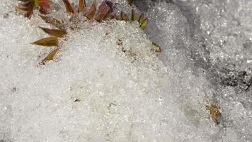 timelapse di neve che si scioglie svelando il germoglio di lupino video