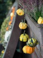 pumpkins in a german garden photo