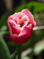 tulips in germany photo