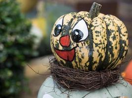 pumpkins in a german garden photo