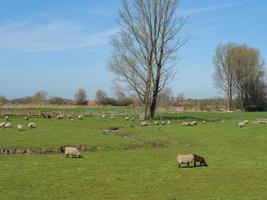 spring time in the german baumberge photo