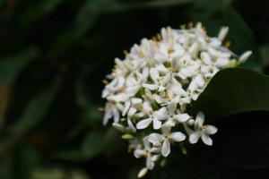 Soka flowers in Indonesia are also called white siantan flowers, including white Japanese soka or short white soka dwarf ixora photo