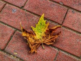 Isolated photo of a maple leaf falling to the ground which is yellowish brown in color. Maple leaves have three to five pointed sides.