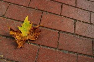 Isolated photo of a maple leaf falling to the ground which is yellowish brown in color. Maple leaves have three to five pointed sides.